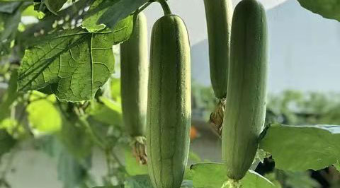 Amazing Properties of Silk Melons - Lu Acupuncture & Herb Clinic ...